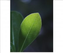 誰(shuí)說(shuō)手機(jī)能夠替代單反相機(jī)拍照？